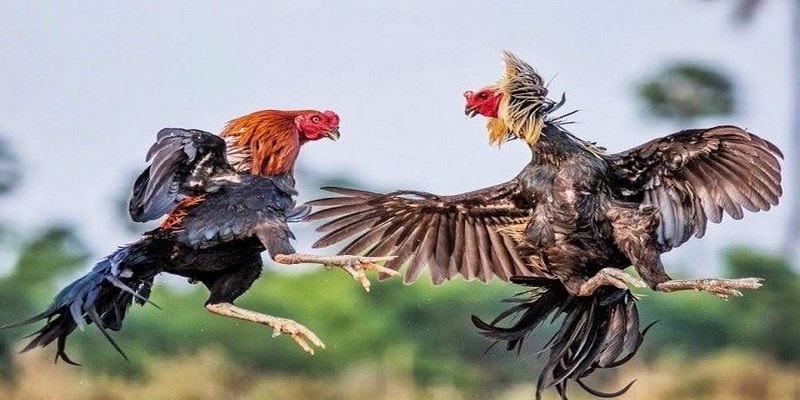 Sơ lược về đá gà trực tiếp